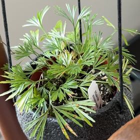 Photo of the plant species Eyelash Fern by @SecretlySelkie named Galena on Greg, the plant care app