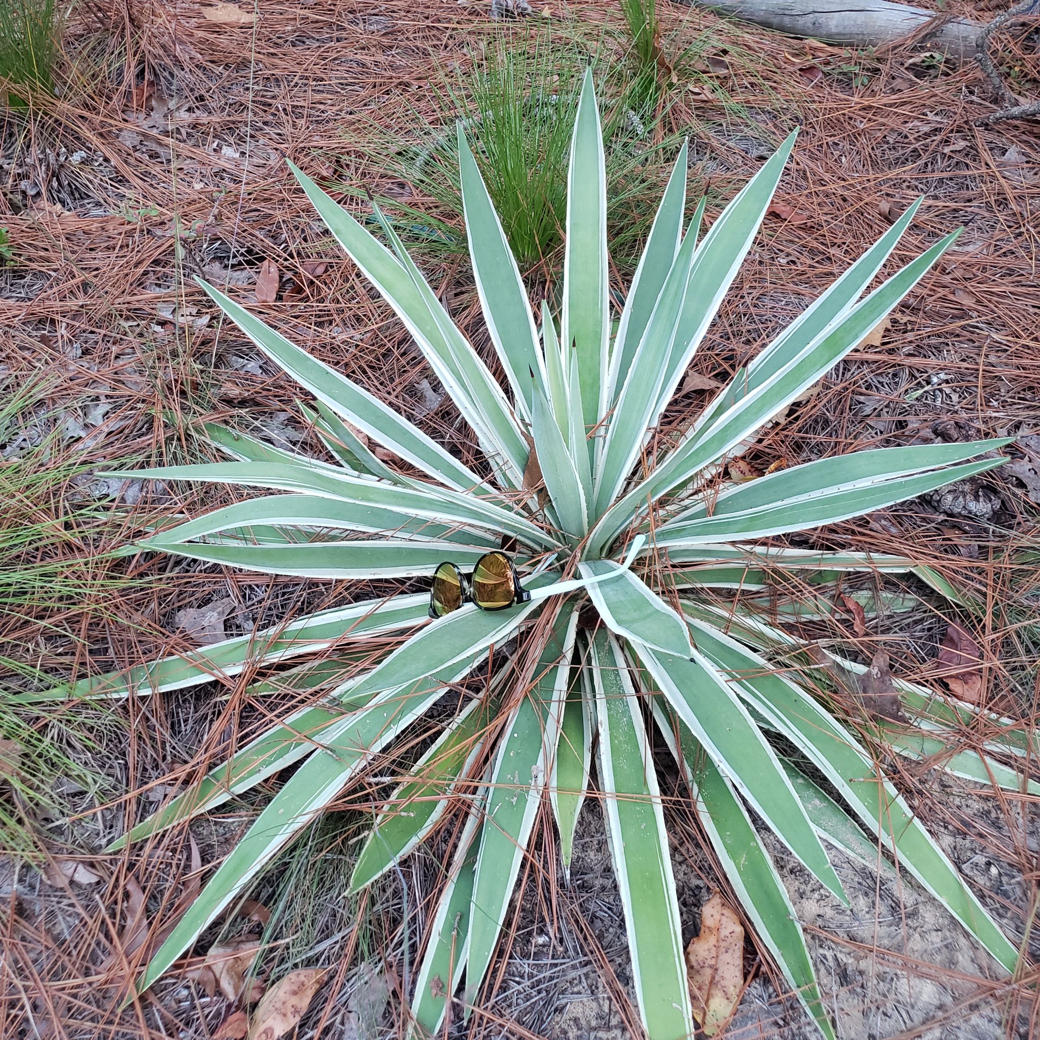 Agave - Danielle @ Boral