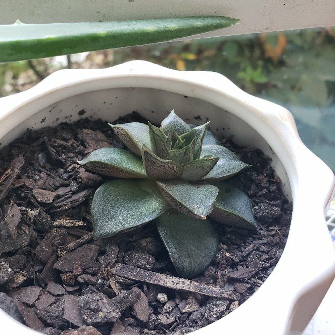 echiveria purpusiorum - Aldi