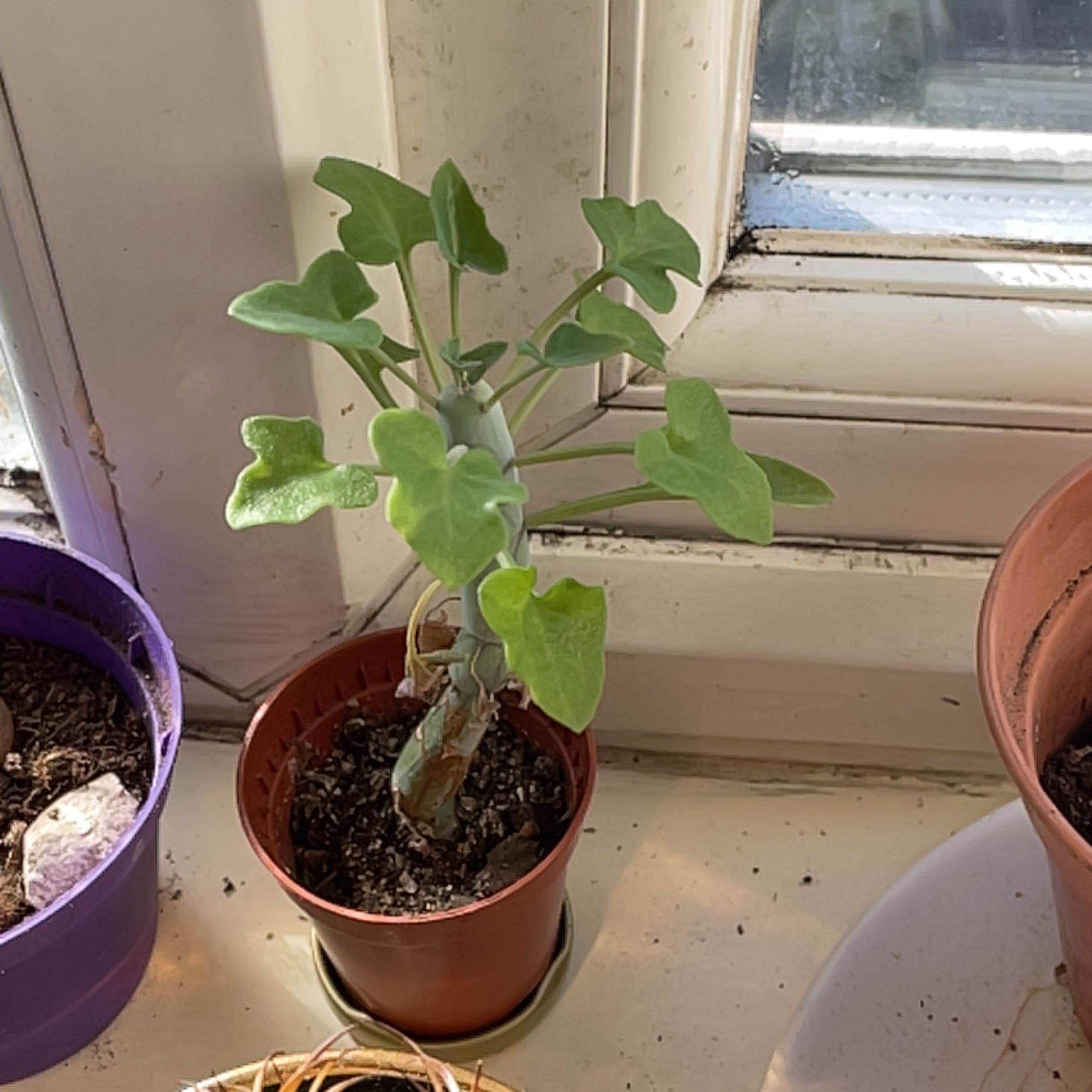 Candle Plant with green, heart-shaped leaves in a pot on a windowsill.