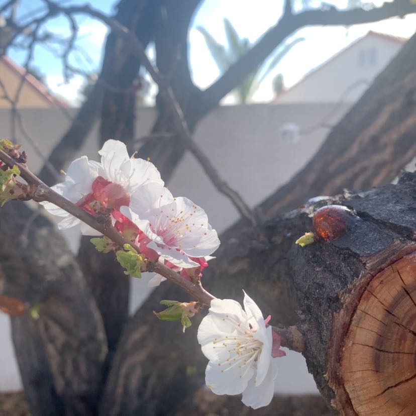 Branch of an apricot tree with white flowers in bloom against a blurred background.
