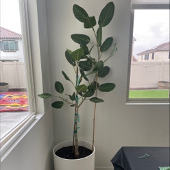 Audrey Ficus plant