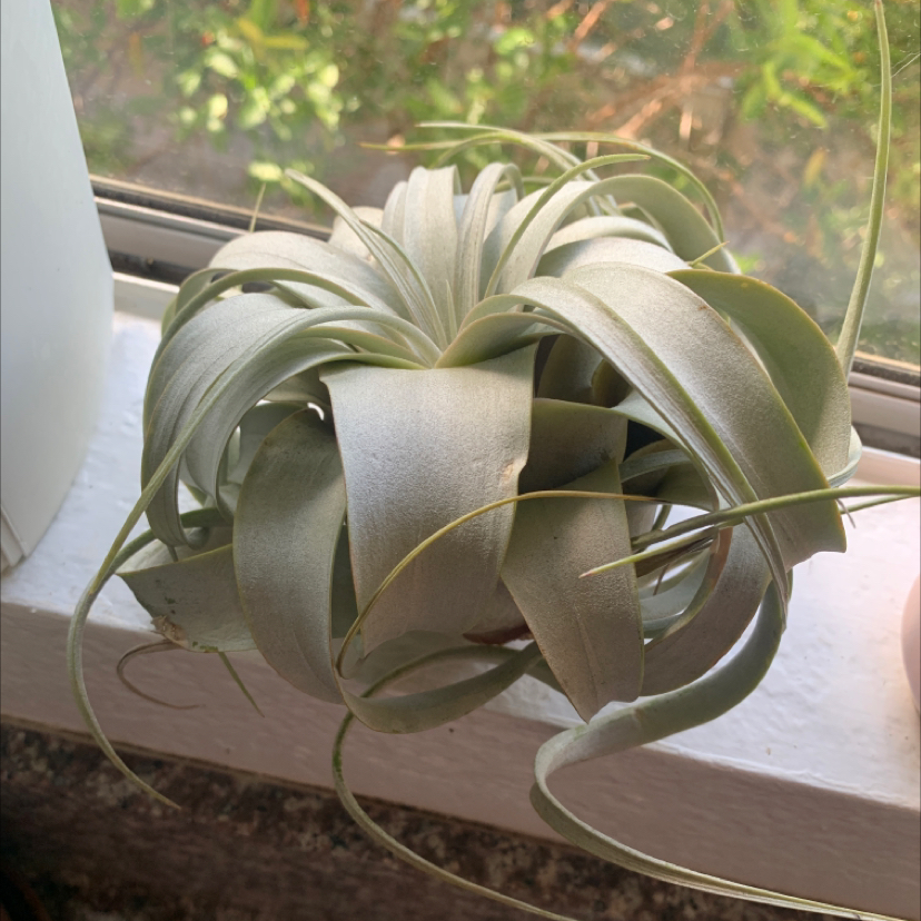 Tillandsia Xerographica uploaded to the Greg plant app by @AceMoneytree