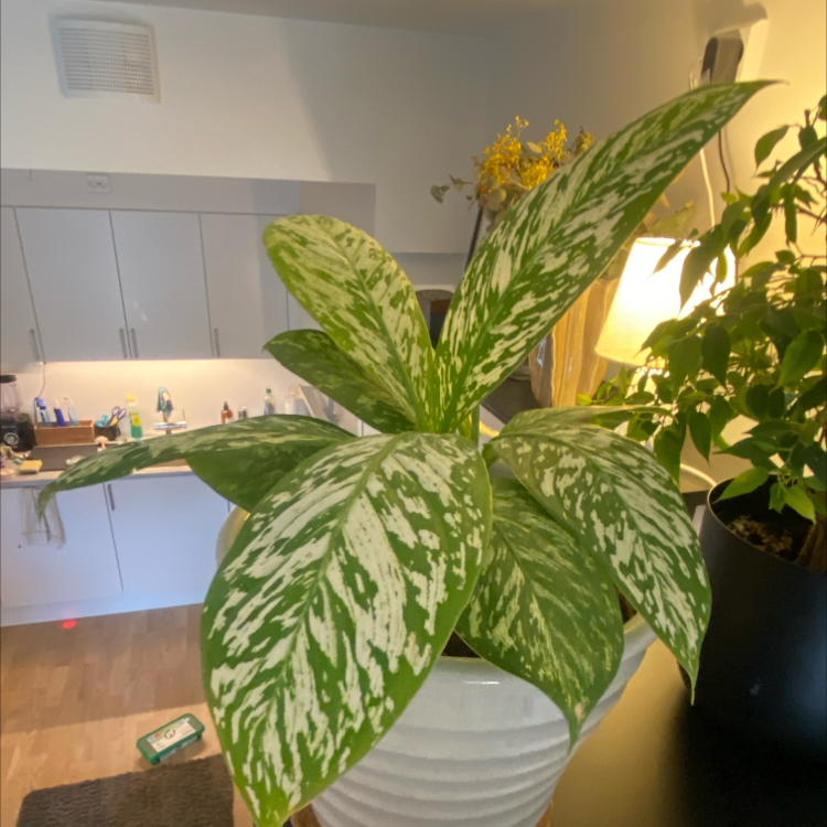 Photo of the plant species White Etna Dieffenbachia by @Yourhighness named Sir Plancelot on Greg, the plant care app