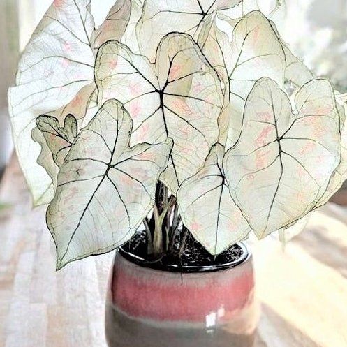 Photo of the plant species Caladium 'Marie Moir' by @CleanGasteria named Drake on Greg, the plant care app
