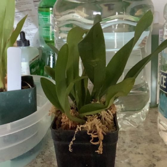 Photo of the plant species Lava Burst Pacific Sunrise Orchid by @ExpensiveBalsam named Eva on Greg, the plant care app