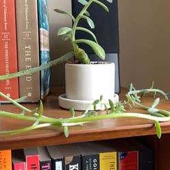 Echeveria laui plant