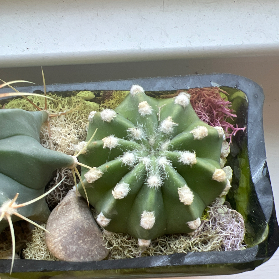 Peyote cactus in a small container with moss and a rock, appears healthy.