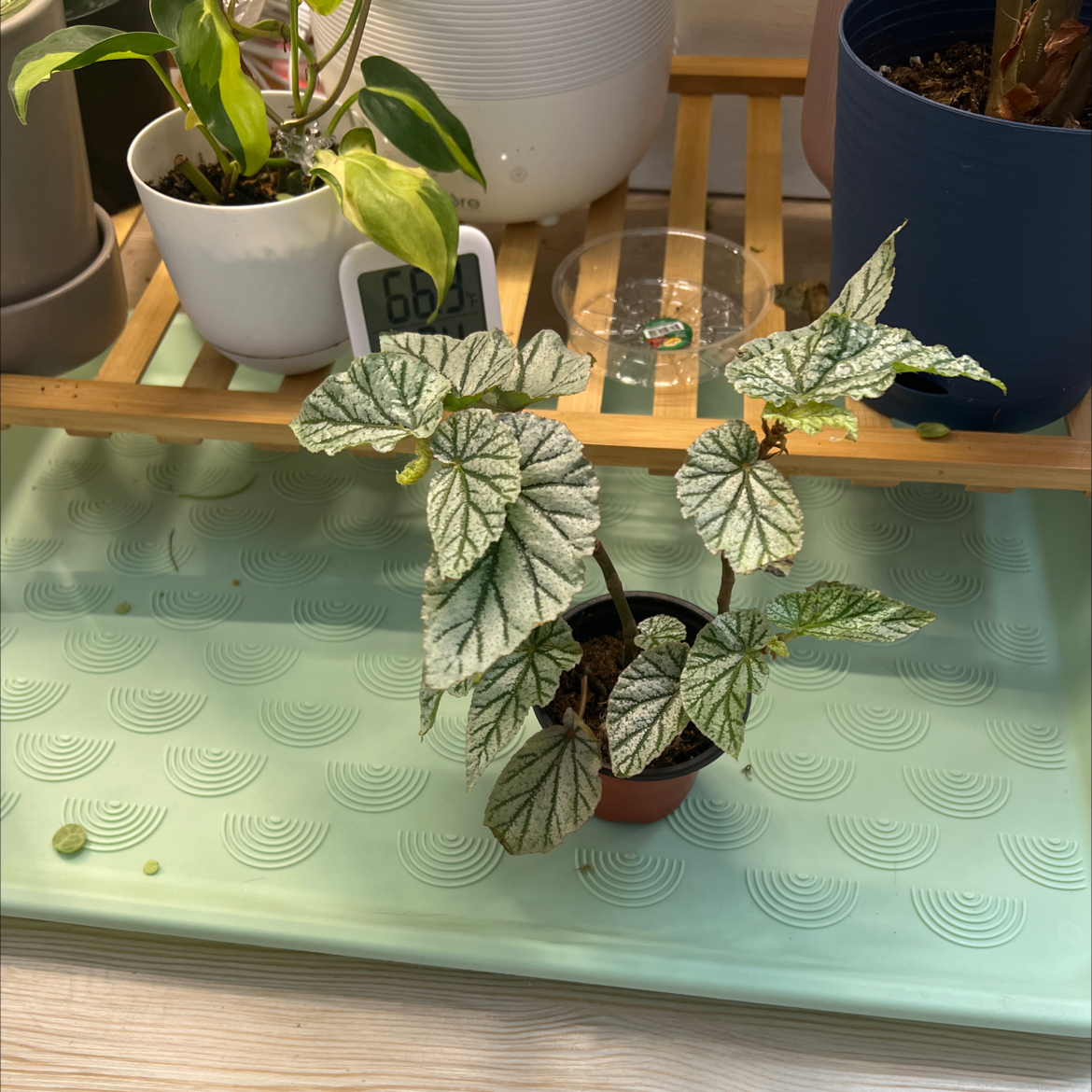 Photo of the plant species Dragon Wing by @LegalPlantMom named Frosty on Greg, the plant care app