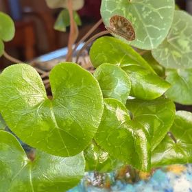 Photo of the plant species European Wild Ginger by @ShinyWeberagave named Marley on Greg, the plant care app