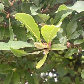 Photo of the plant species Black Olive Tree by @NeatLilacchina named Aria on Greg, the plant care app