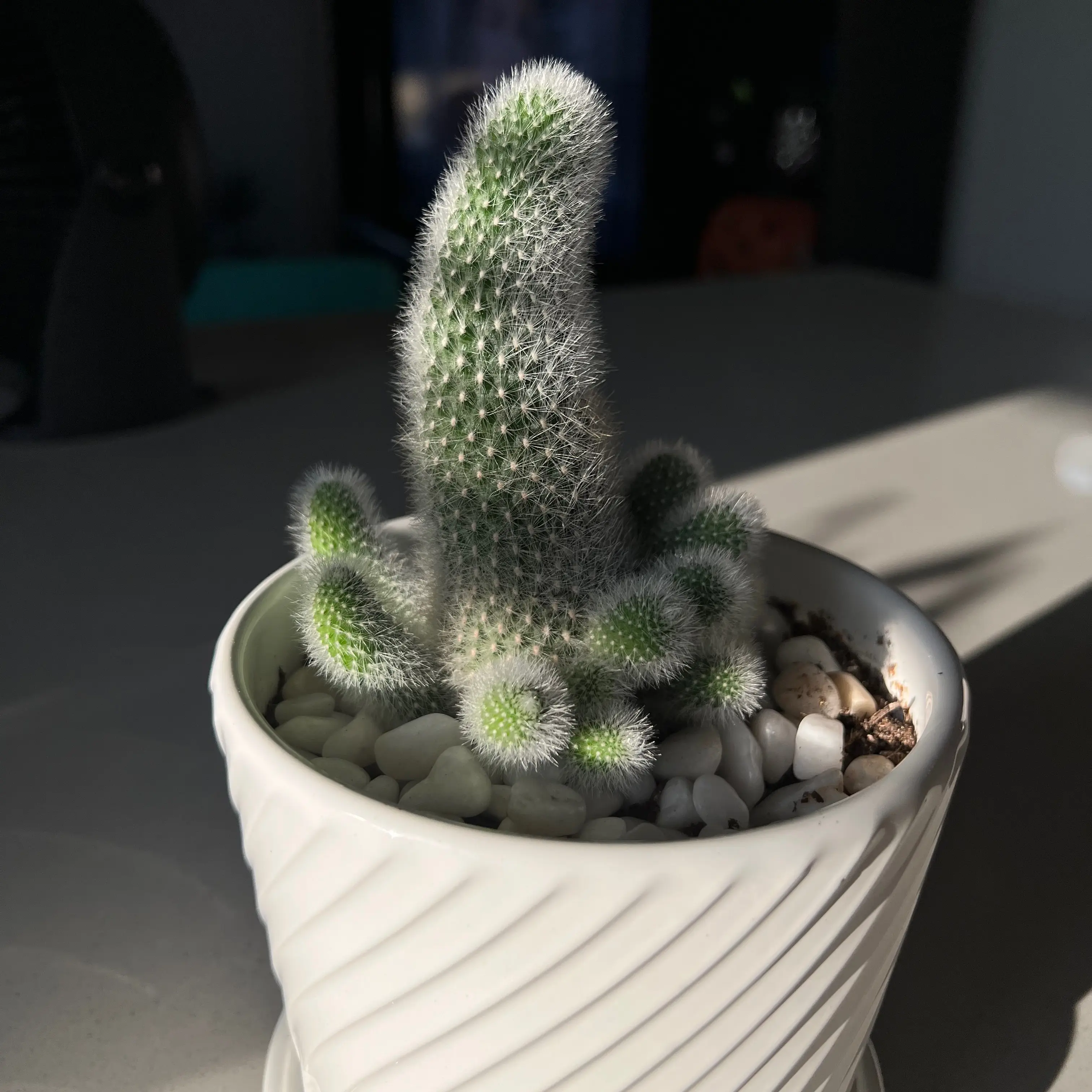 🌞 Propagating Your Orange Crown Cactus: Step-by-Step Guide
