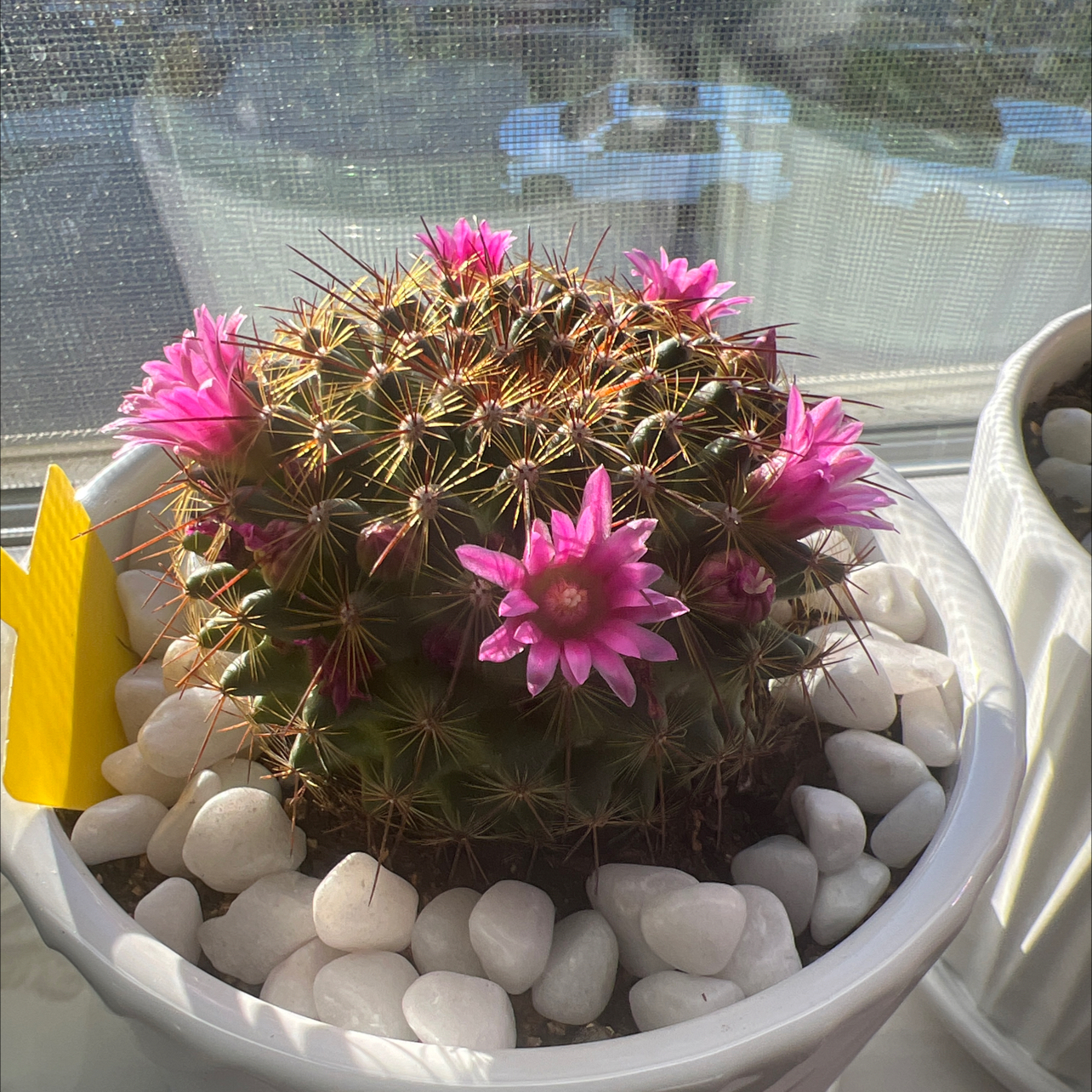 Mammillaria mystax cactus with pink flowers in a white pot with white stones.