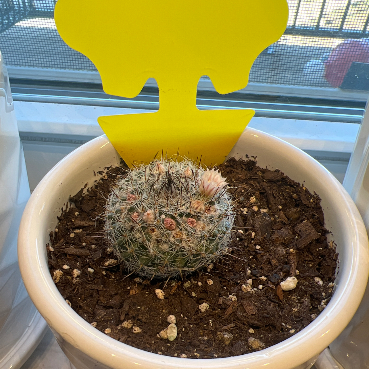 Photo of the plant species Mammillaria riteriana by @xxfeelbluexx named Demi on Greg, the plant care app