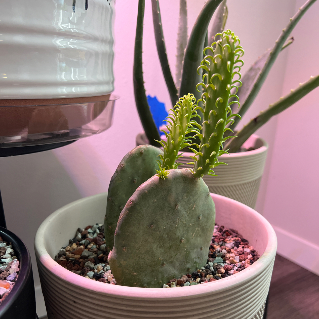 Photo of the plant species Opuntia cacanapa 'Ellisiana' by @xxfeelbluexx named Brie & Nikki on Greg, the plant care app