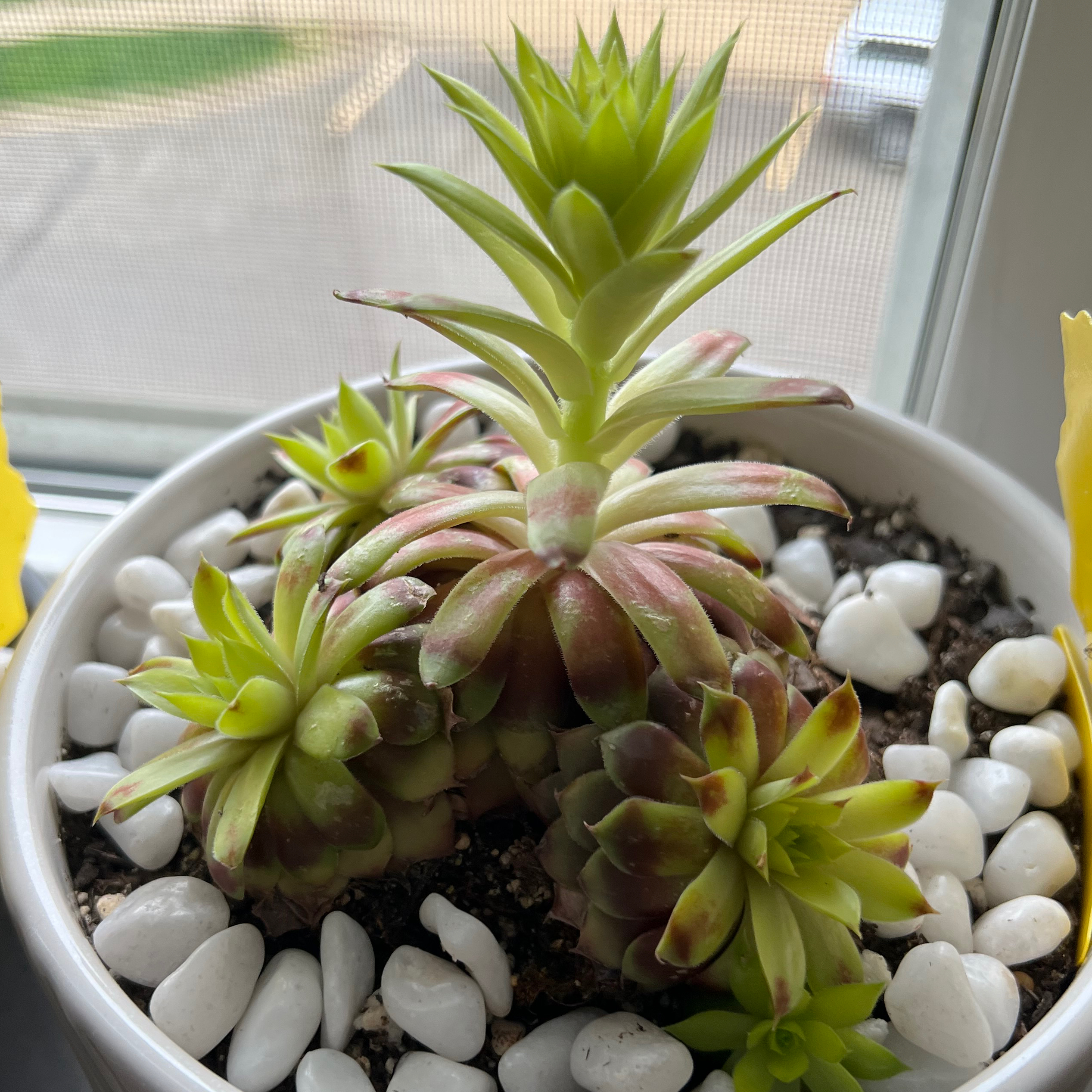 Photo of the plant species Gold Nugget Hens and Chicks by @xxfeelbluexx named Stella on Greg, the plant care app