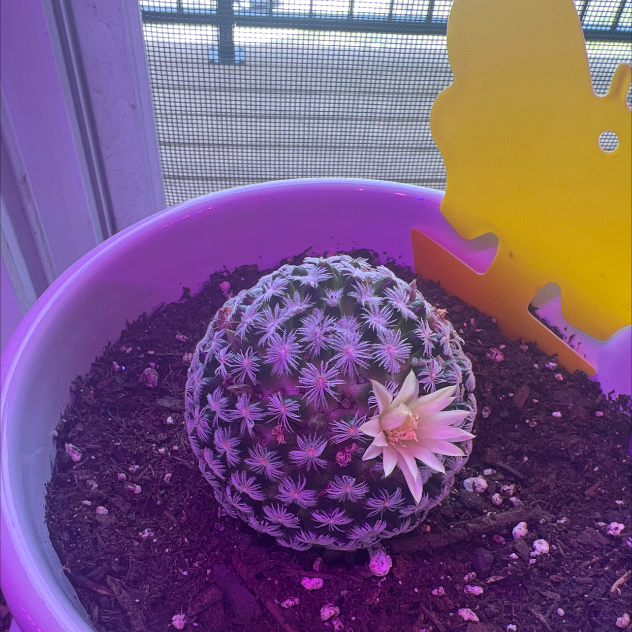 Photo of the plant species Mammillaria by @xxfeelbluexx named Xena on Greg, the plant care app