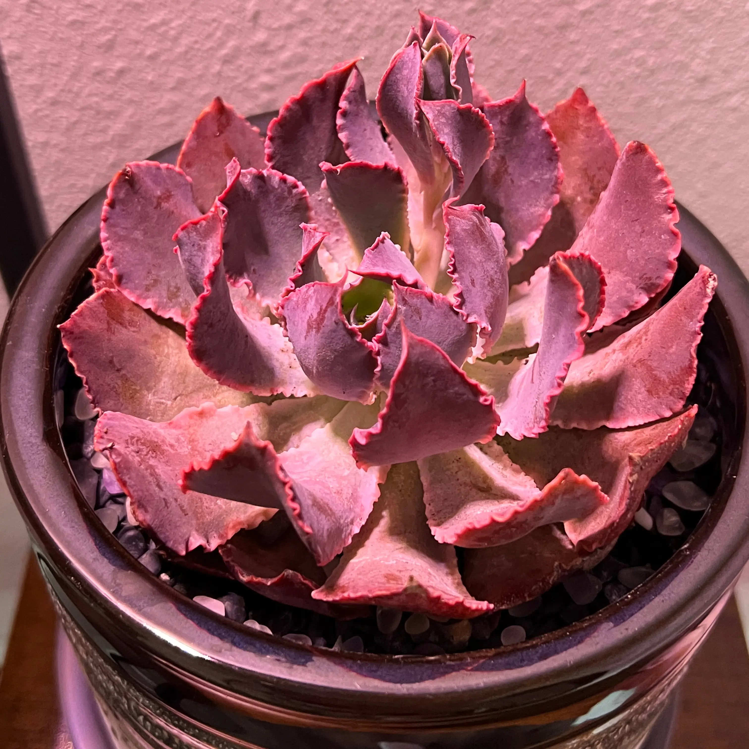 Echeveria 'Neon Breakers' succulent in a pot with vibrant colors and no visible signs of disease.