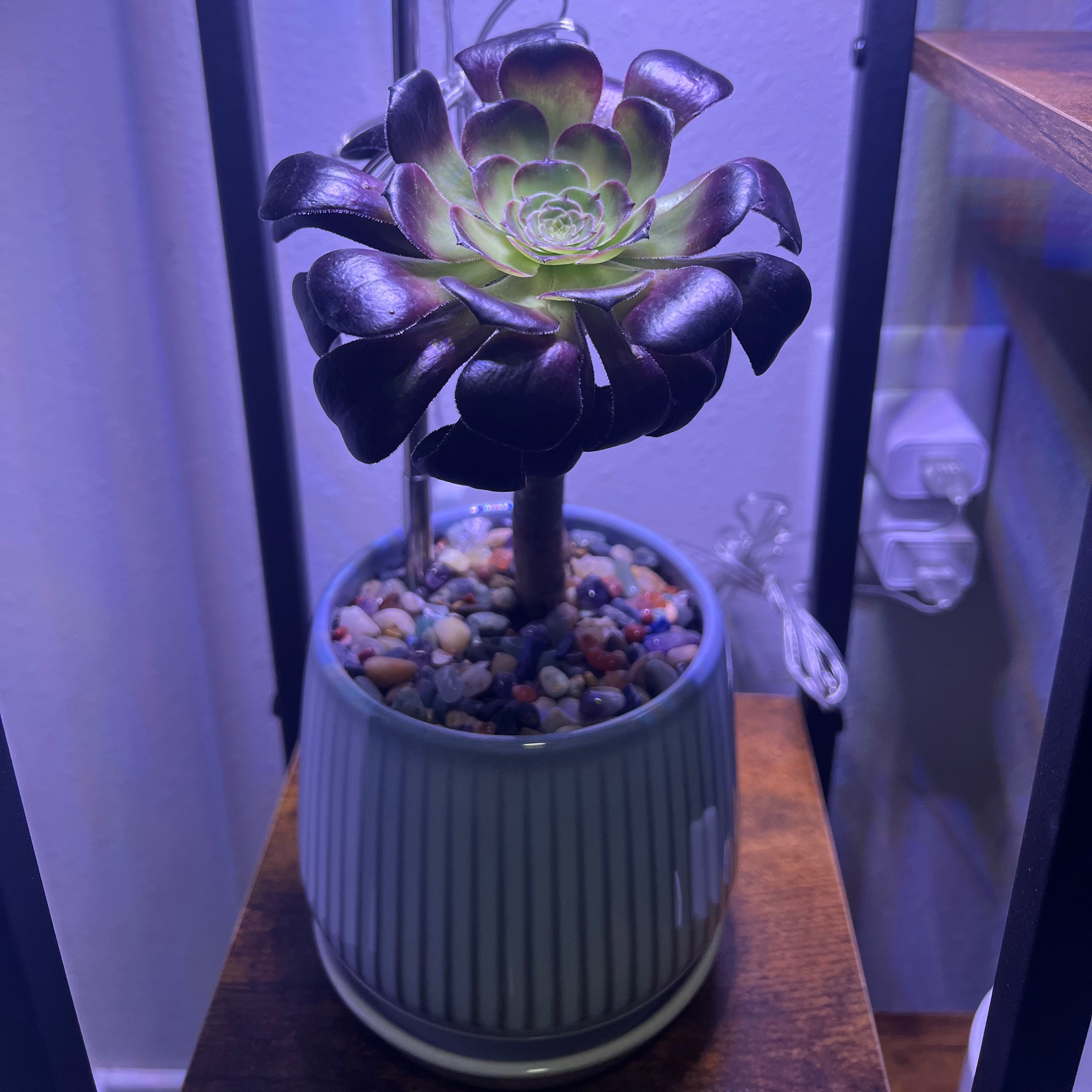 Aeonium arboreum 'Zwartkop' plant in a pot with pebbles, healthy and well-framed.