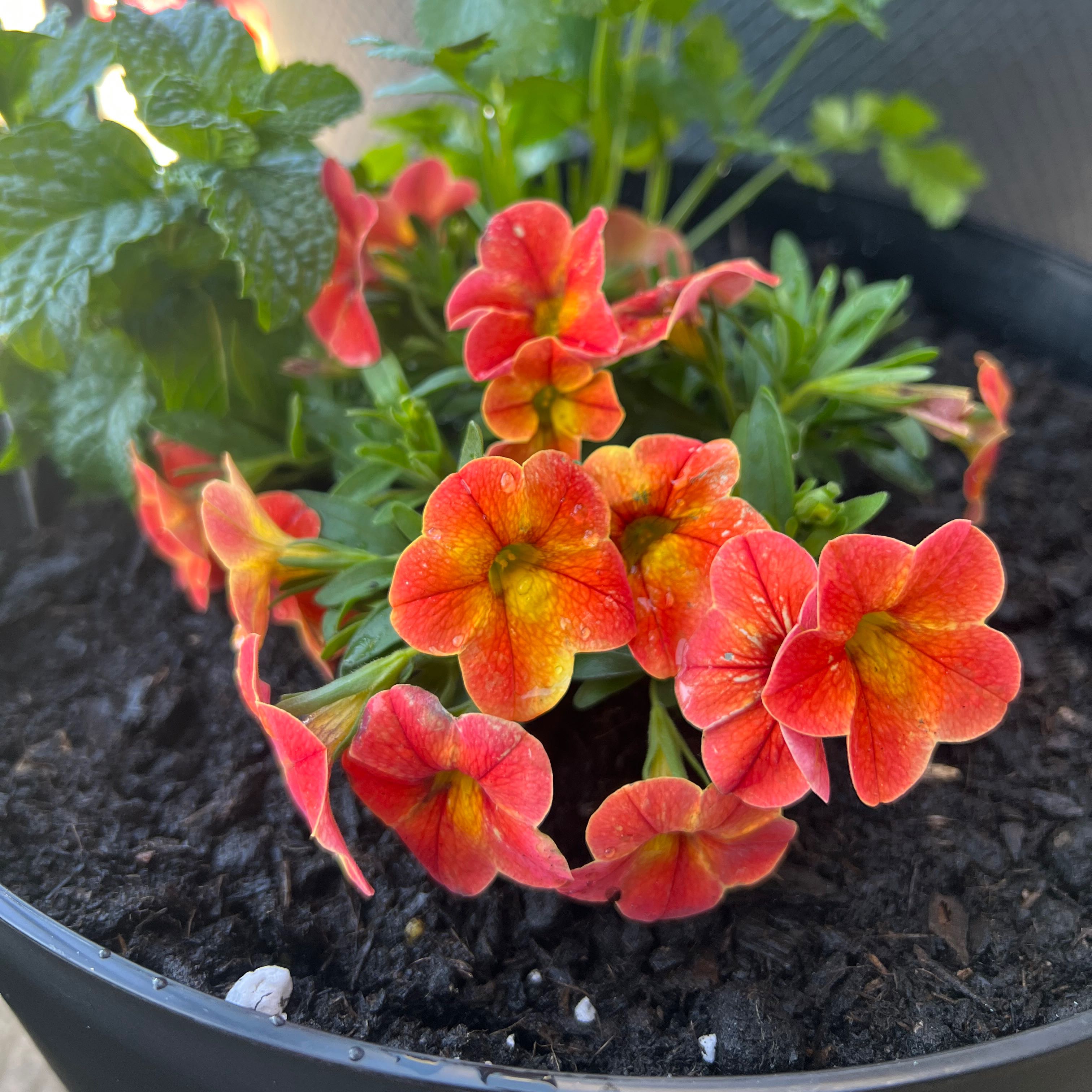 Photo of the plant species Superbells Yellow Chiffon Calibrachoa by @xxfeelbluexx named Elle on Greg, the plant care app