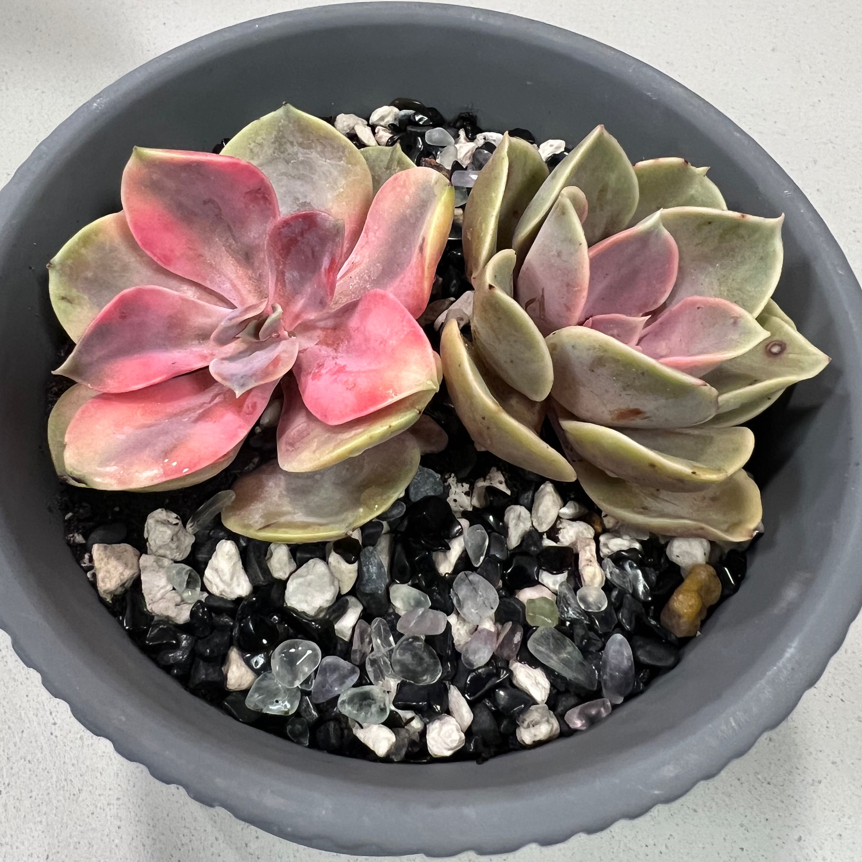 Photo of the plant species Rainbow Variegated Echeveria by @xxfeelbluexx named Iris & Liliana on Greg, the plant care app