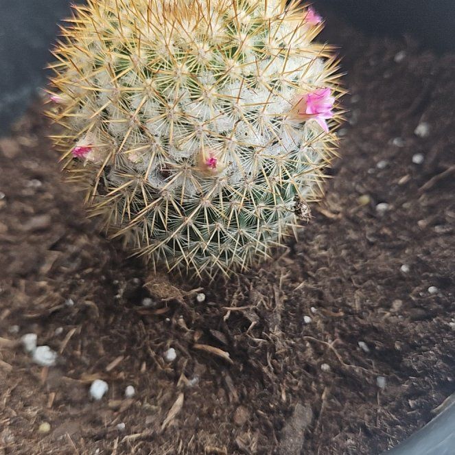 Photo of the plant species Mammillaria columbiana by @KnightFilbert named Obi Wan Kenobi on Greg, the plant care app