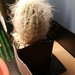 Old Man Cactus plant