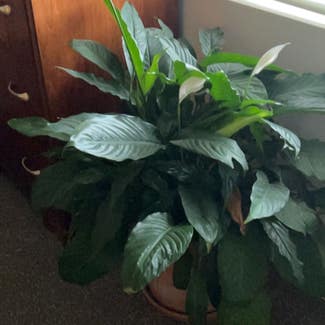 Peace Lily plant in San Francisco, California