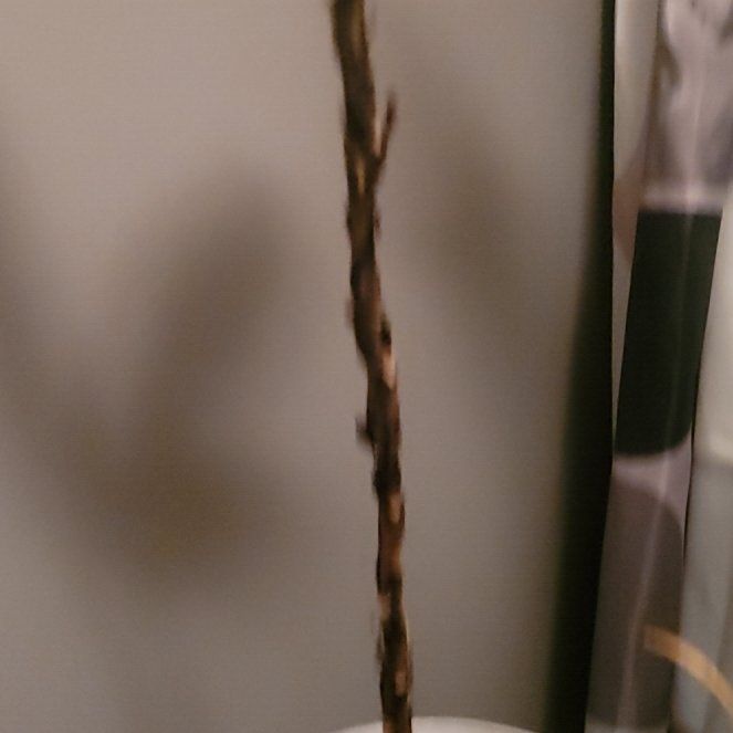 Photo of the plant species Putty Root by @ExactNinebark named Einstein on Greg, the plant care app