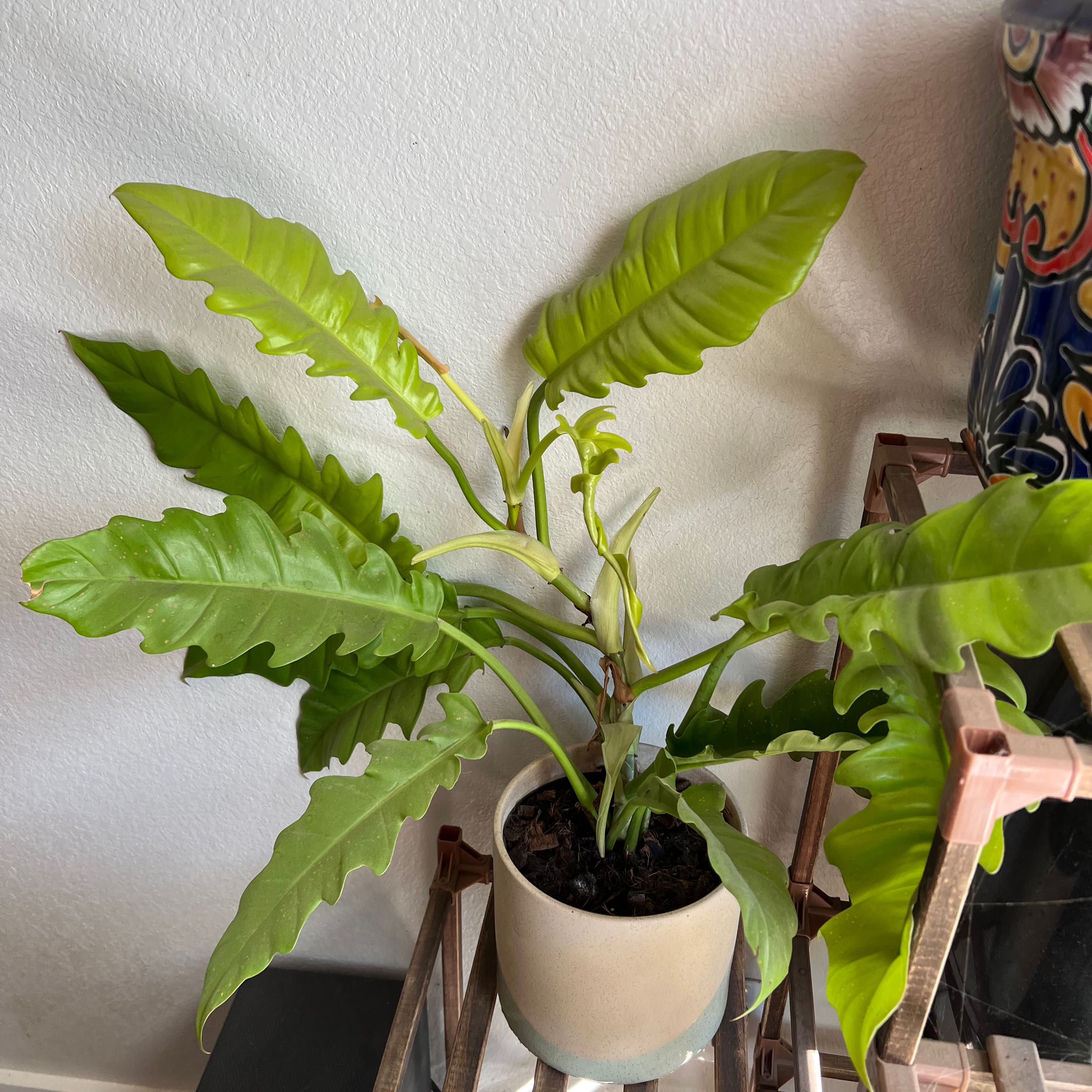 Photo of the plant species Golden Crocodile by @ElegantJade named Delilah on Greg, the plant care app
