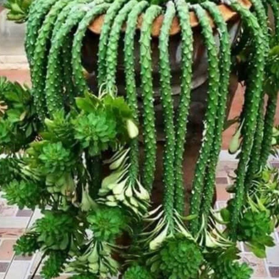 Photo of the plant species Sausage Spurge by @HypnoticMexico named Kendall on Greg, the plant care app