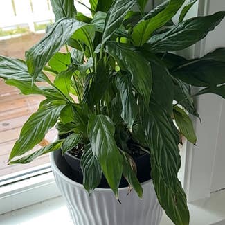 Peace Lily plant in Haugesund, Rogaland