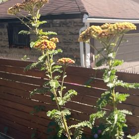 Photo of the plant species Golden Buttons by @DirectNeem named Kendall on Greg, the plant care app