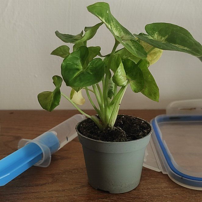 Photo of the plant species Syngonium 'Sunshine Speckles' by @PeakShortblack named Sigmund on Greg, the plant care app