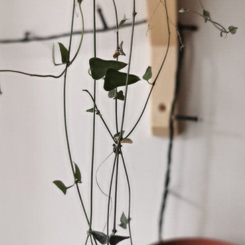 Photo of the plant species Orange River Ceropegia by @DeliciousZinnia named Lavender on Greg, the plant care app