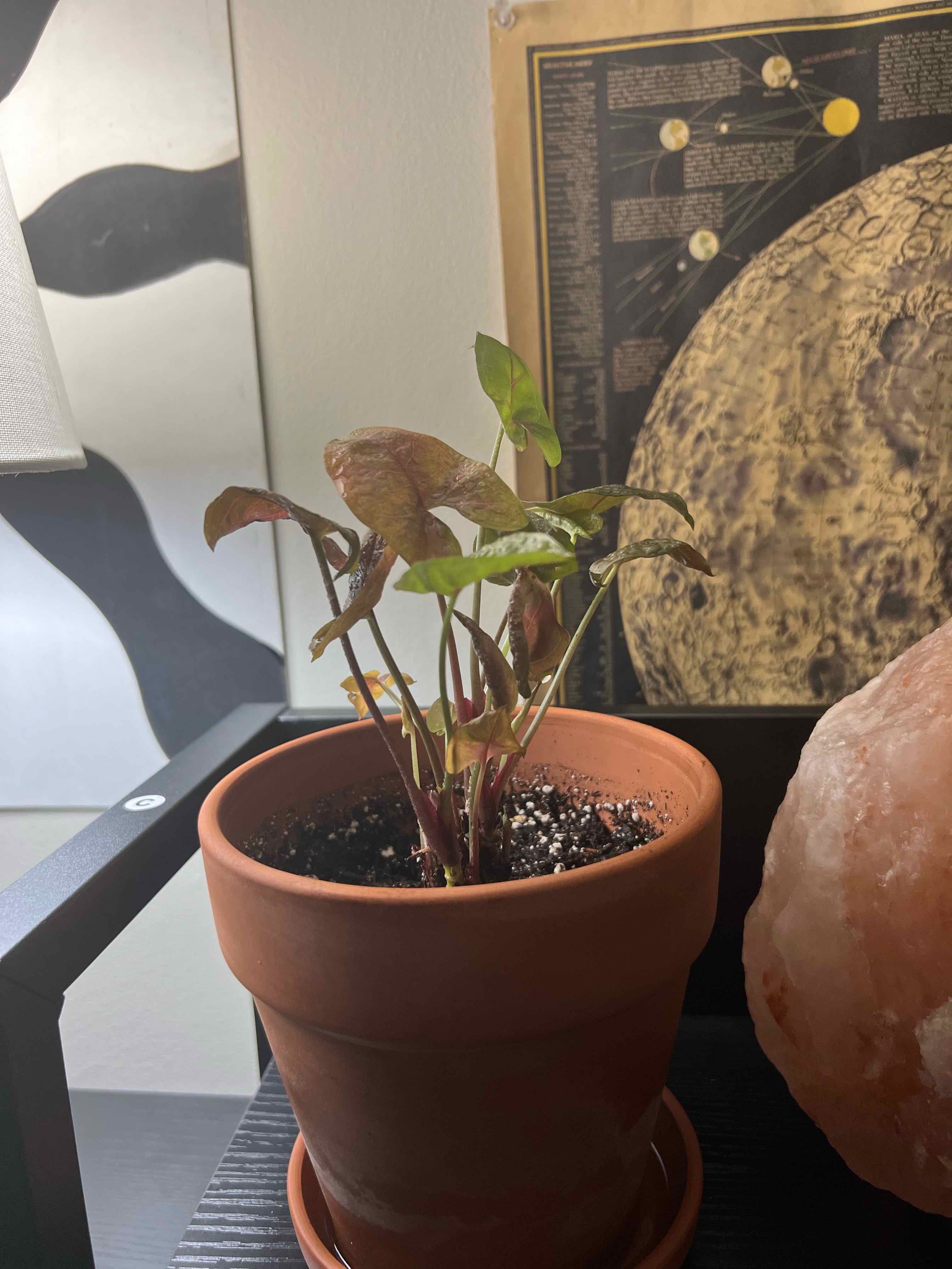 Syngonium 'Maria Allusion' plant in a terracotta pot with some browning and yellowing leaves.