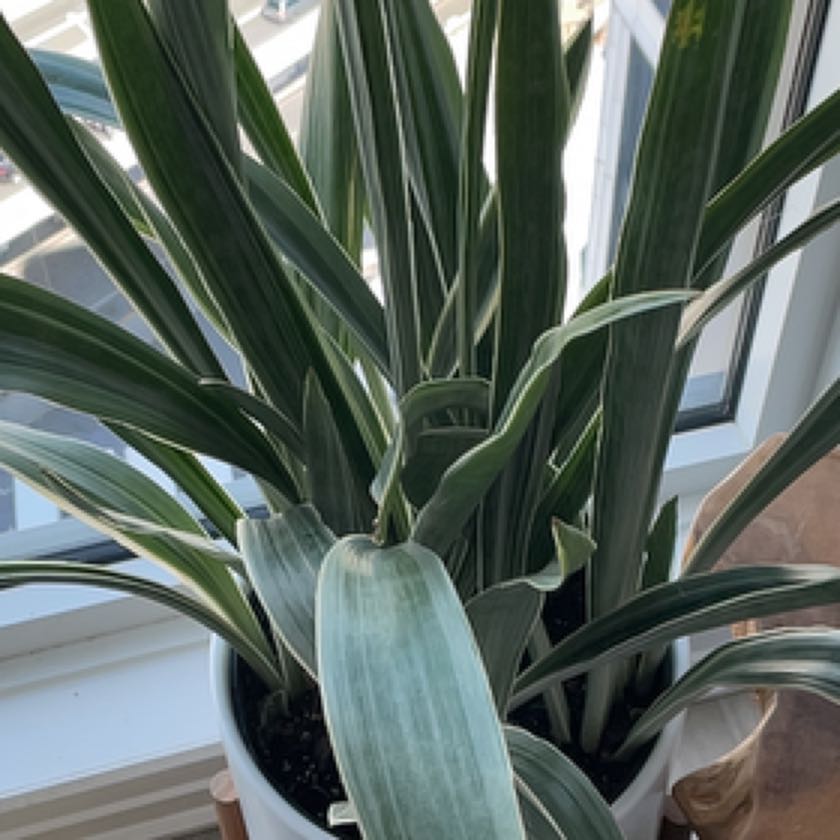 Photo of the plant species Sayuri Snake Plant by @DapperArrowroot named Harry on Greg, the plant care app