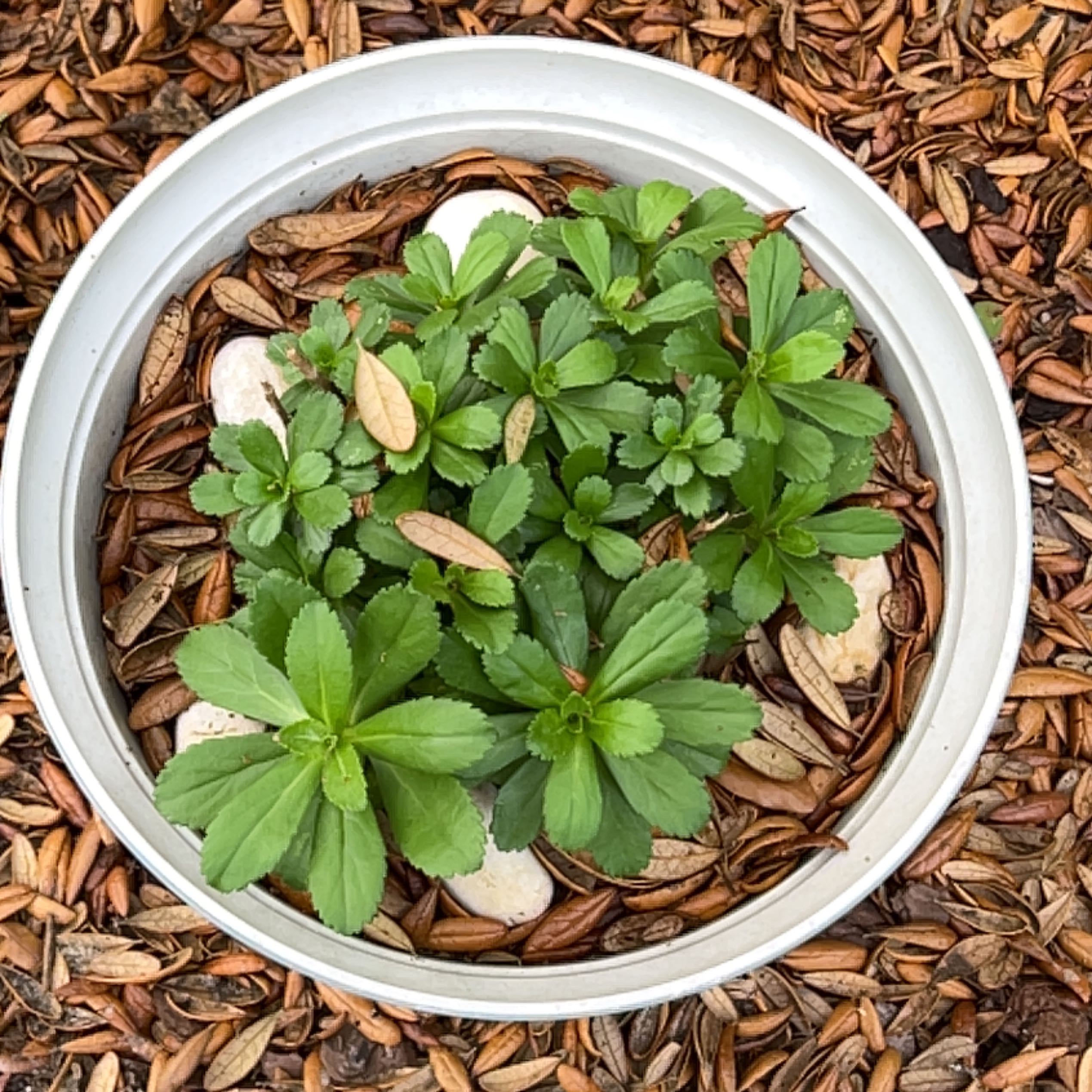 Potted Japanese Spurge plant with green leaves, surrounded by mulch and stones.
