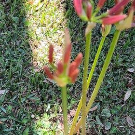 Photo of the plant species Hurricane Lily by @VitalBigmuhly named Sanders on Greg, the plant care app