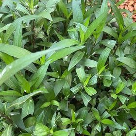 Photo of the plant species Mexican Bluebell by @VitalBigmuhly named Bieber on Greg, the plant care app