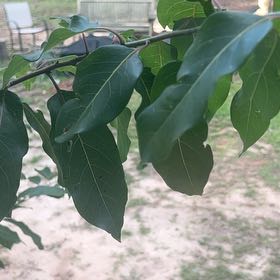Photo of the plant species Common Persimmon by @VitalBigmuhly named Elina on Greg, the plant care app