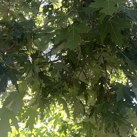 Photo of the plant species Silver Maple by @VitalBigmuhly named Drake on Greg, the plant care app