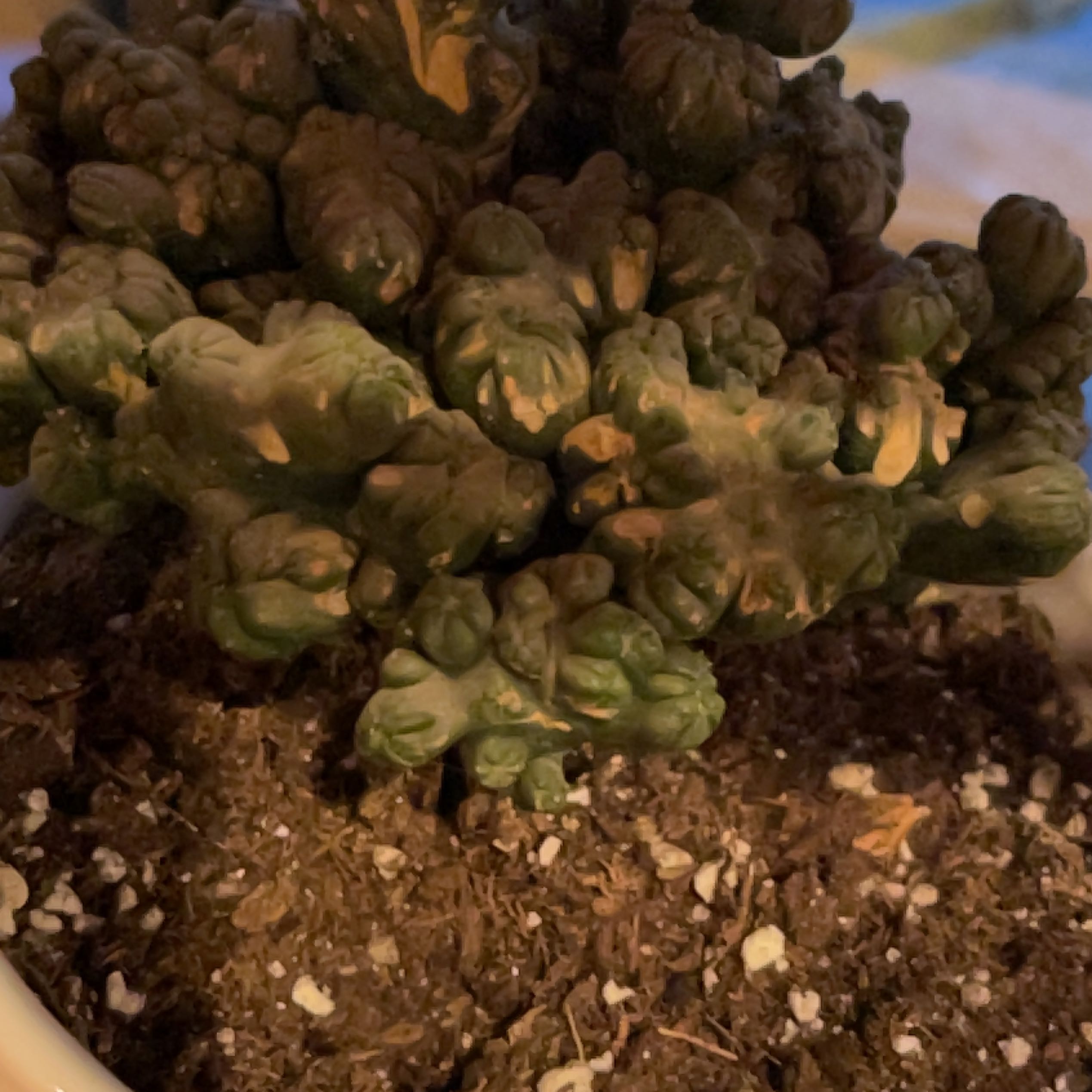 Photo of the plant species Living Rock Cactus by @Great_Gatsby named Kesha on Greg, the plant care app