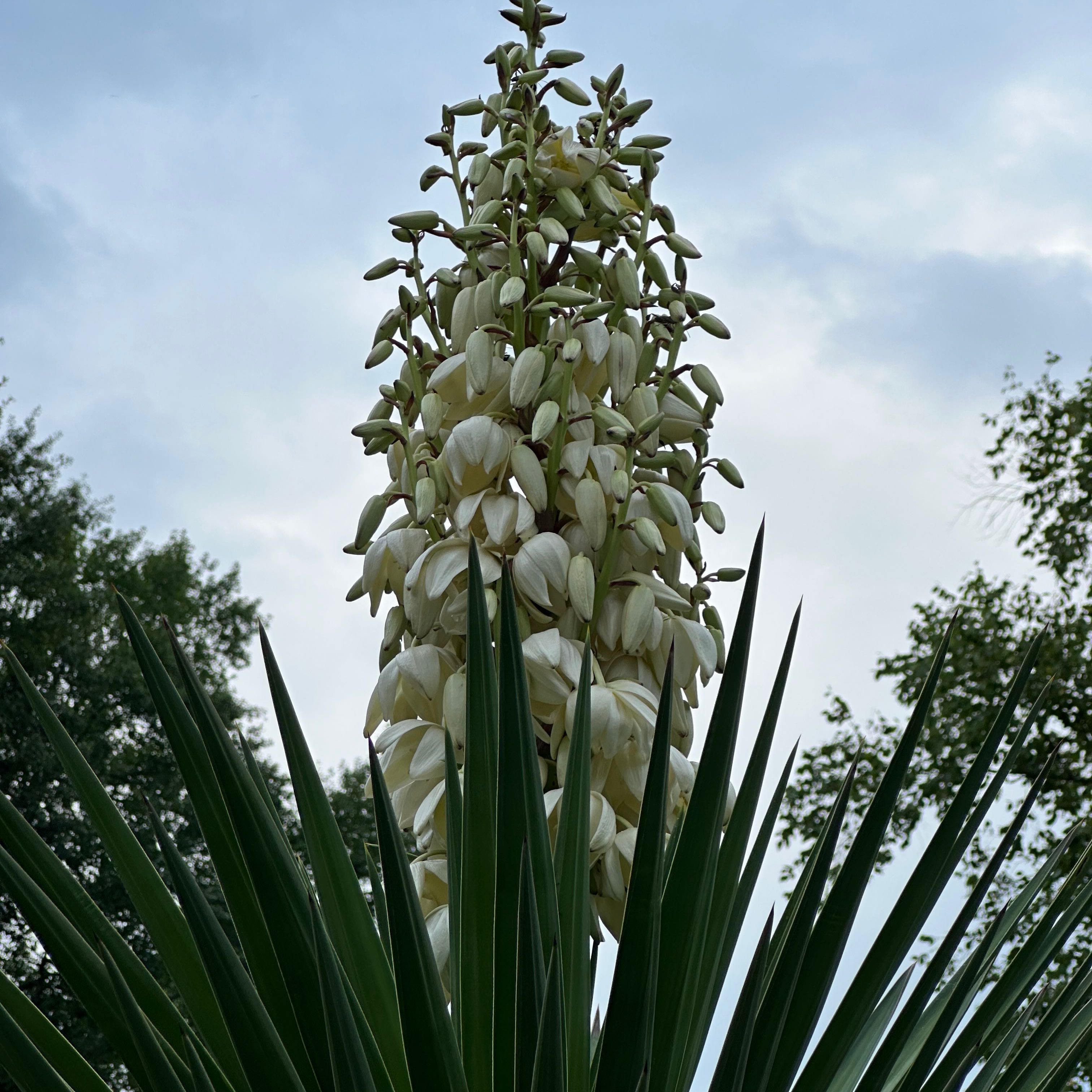 fertilizing-my-spanish-dagger-to-double-its-growth