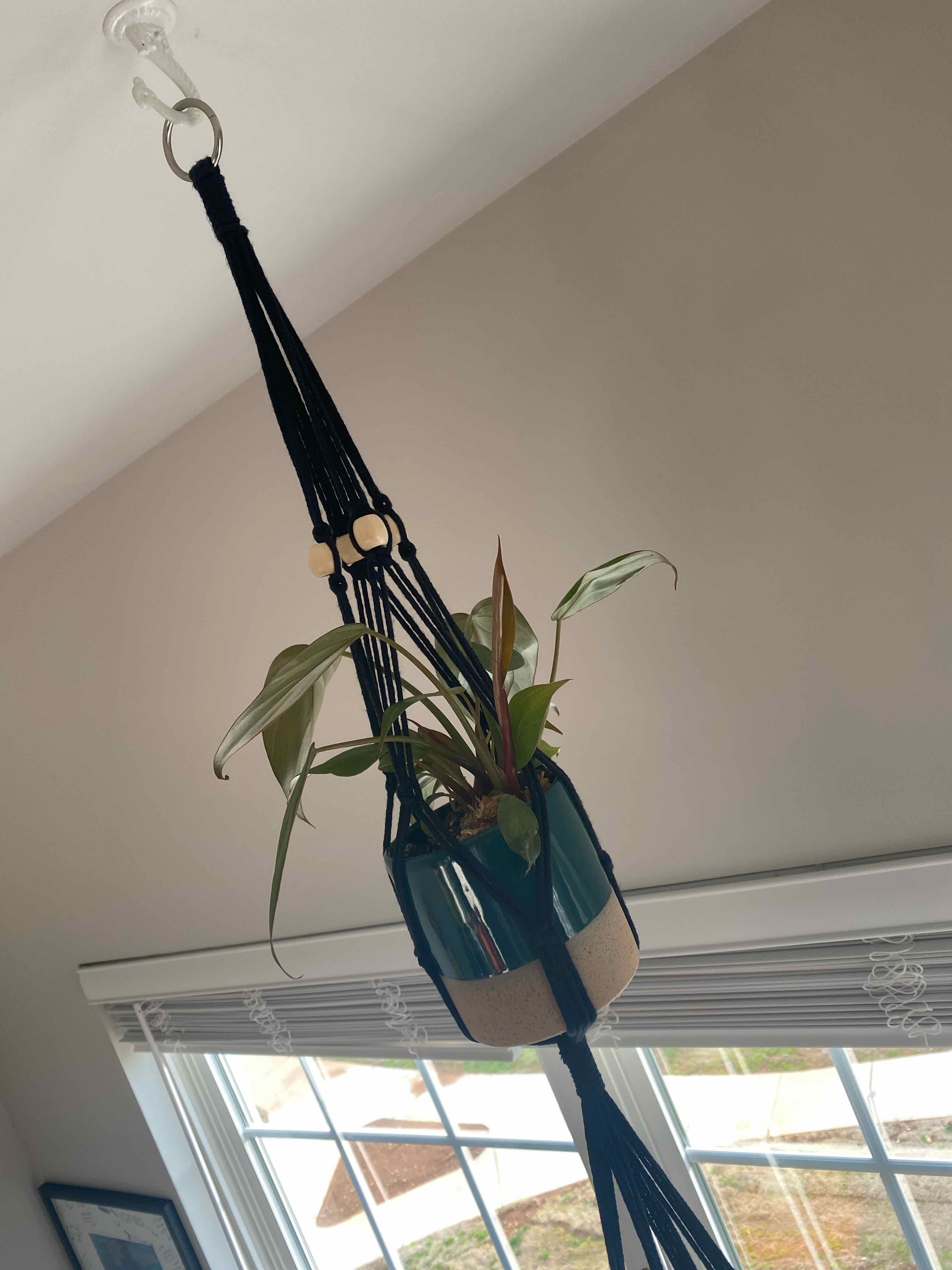 Philodendron 'Summer Glory' plant in a hanging pot near a window.