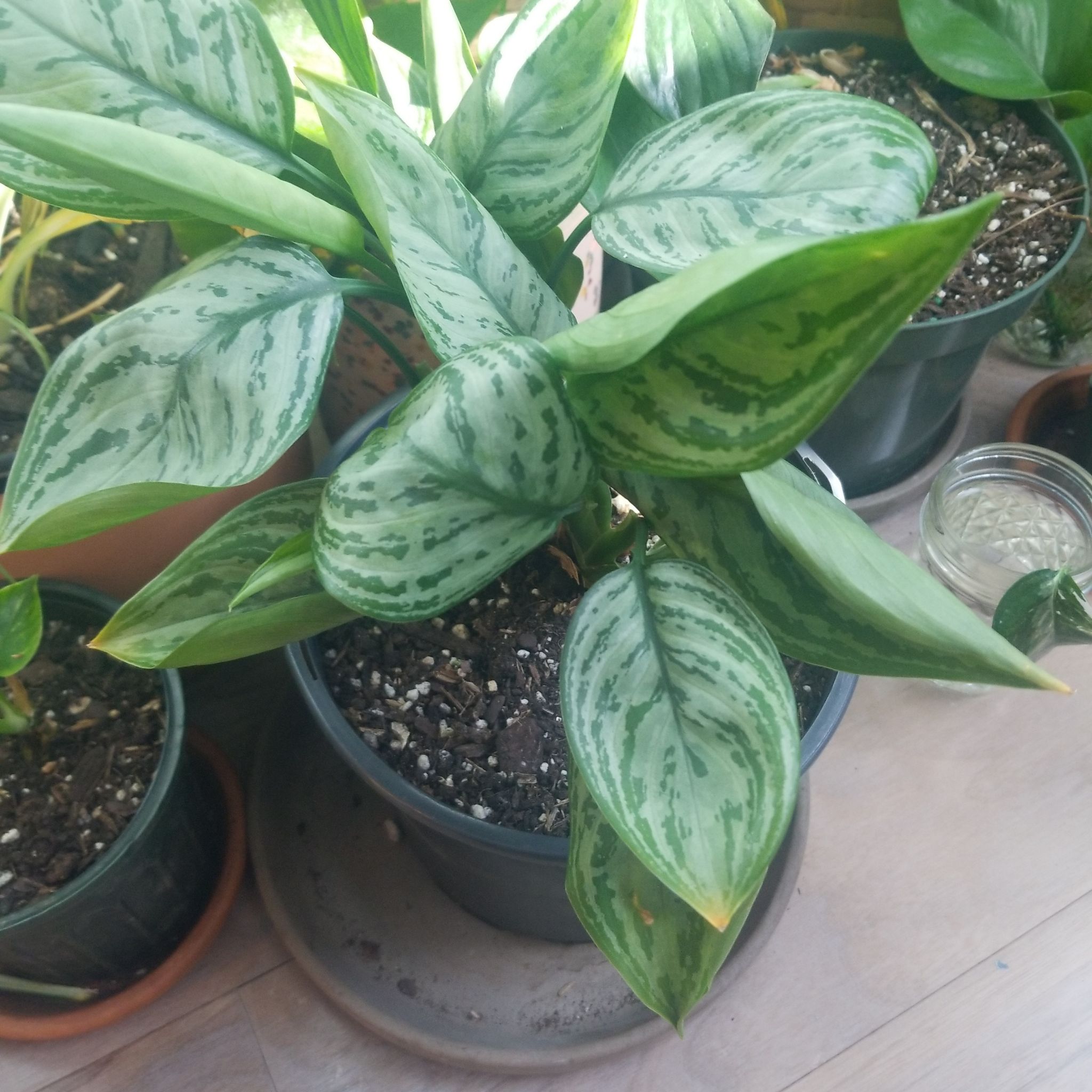 Photo of the plant species Chinese Evergreen by @SnappyBearsear named Lilith on Greg, the plant care app