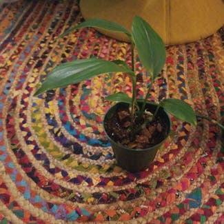 Rhaphidophora decursiva plant in New York, New York