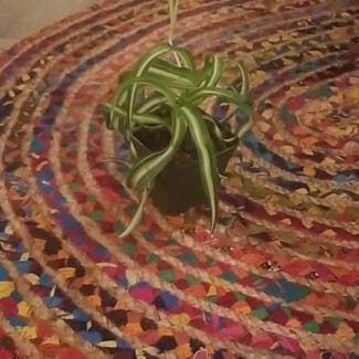 Curly Spider Plant plant in New York, New York
