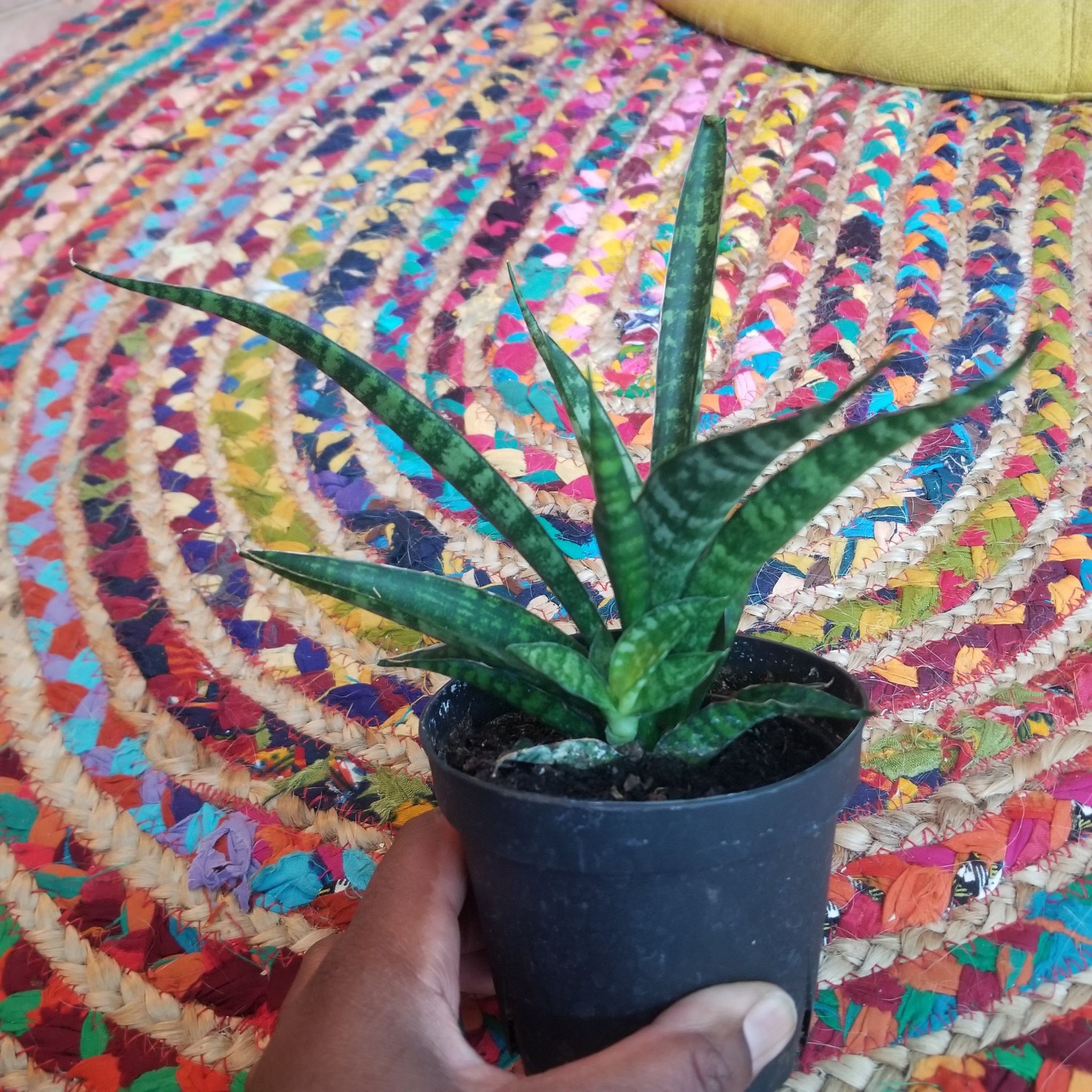 Photo of the plant species sanserveria cordova by @SnappyBearsear named Cryl on Greg, the plant care app
