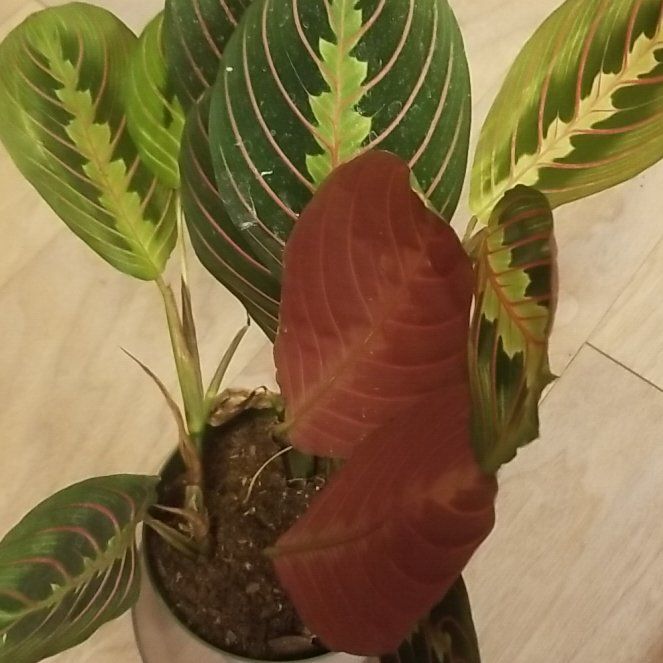 Photo of the plant species Red Prayer Plant by @SnappyBearsear named Duke on Greg, the plant care app